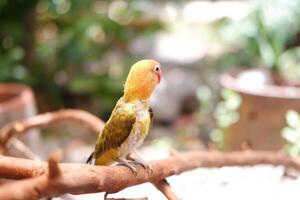 pequeño periquito sentado en un árbol rama foto