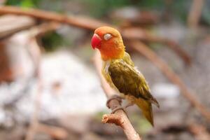 Little lovebird sitting on a tree branch photo