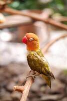 Little lovebird sitting on a tree branch photo