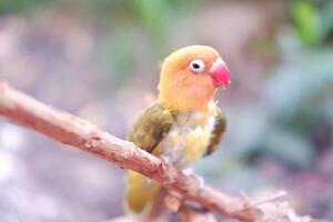 pequeño periquito sentado en un árbol rama foto