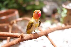 Little lovebird sitting on a tree branch photo