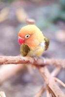 Little lovebird sitting on a tree branch photo