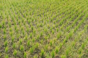 Rice seedlings in the field, closeup of photo. photo