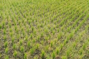 Rice seedlings in the field, closeup of photo. photo