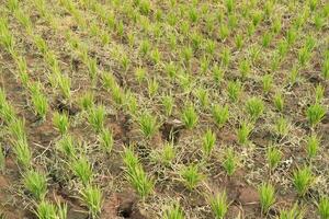 Rice seedlings in the field, closeup of photo. photo