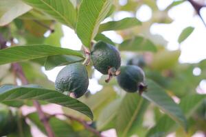 Guava fruit on the tree in the garden with green leaves background photo