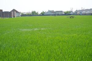 verde arroz campo en el campo foto