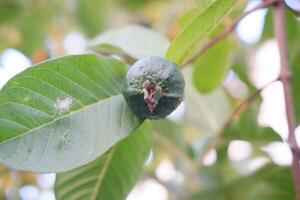 guayaba Fruta en el árbol en el jardín con verde hojas antecedentes foto