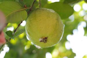 guayaba Fruta en el árbol en el jardín con verde hojas antecedentes foto