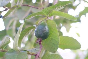 guayaba Fruta en el árbol en el jardín con verde hojas antecedentes foto