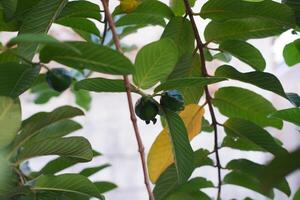 Guava fruit on the tree in the garden with green leaves background photo