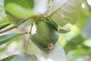 Guava fruit on the tree in the garden with green leaves background photo