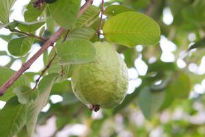 Guava fruit on the tree in the garden with green leaves background photo