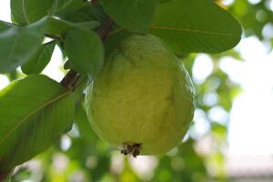 Guava fruit on the tree in the garden with green leaves background photo