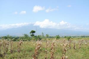 clouds in the blue sky over a green meadow in the countryside photo