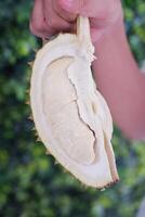 Close up of durian fruit in hand on green leaf background. photo