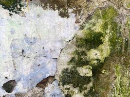 Messy and grunge concrete surface for a banner template. photo
