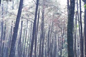 The rain forest in the rainy season at National Park photo