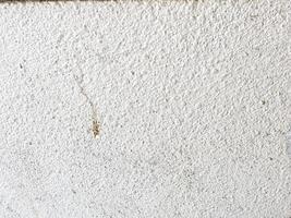 The gray concrete background serves as a timeless and classic design element. photo