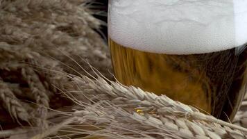 Beer with foam and wheat. 4K video