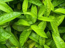 naturaleza verde hojas fondo con Copiar espacio para texto o diseño tropical bosque, foto