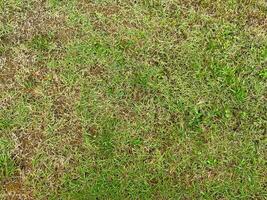 The empty expanse of a well-kept lawn under the bright light of day, providing a blank canvas for creative design. photo