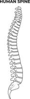 Spine Science Science Design Vector Illustration