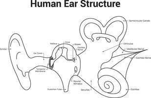 Human Ear Structure Science Design Vector Illustration