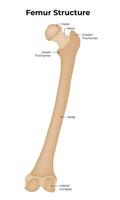 Femur Structure Science Design Vector Illustration