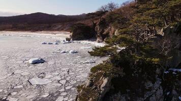 mooi pijnboom bomen Aan een rotsachtig voorgebergte in de omgeving van de zee met ijs ijsschotsen video