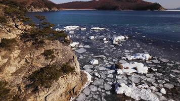 Aerial. a rocky promontory with pine trees surrounded by a sea with ice floes video