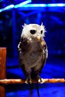 Owl in a cage at the zoo, closeup of photo