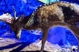 Sika deer in the zoo. Animal in the zoo photo