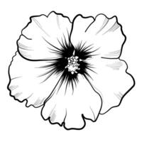 blooming hibiscus flower vector illustration