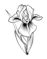 iris flower pattern freehand vector