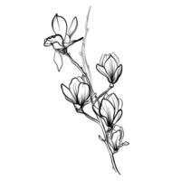 black and white hand drawn magnolia branches vector