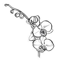 black and white illustration of phalaenopsis orchid branches vector