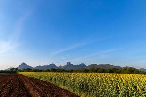Beautiful sunflower flower blooming in sunflowers field with big moutain and blue sky background. photo