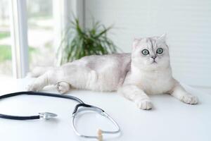 escocés doblez gato en un veterinario gorra en un mesa siguiente a un estetoscopio. foto