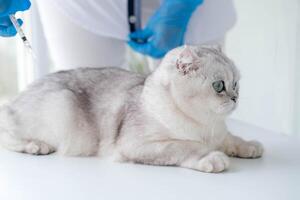 The veterinarian gives an injection to a Scottish kitten. A doctor in a veterinary clinic inoculates a cat. photo