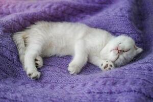 un hermosa pequeño blanco-gris gatito canta en un de punto púrpura suéter. linda escocés doblez gato es descansando Copiar espacio. foto