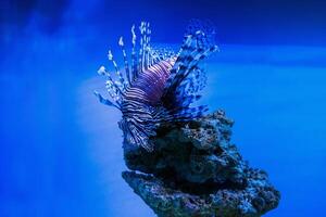 A beautiful predatory Pterois volitans swims in search of food in blue water. Red lionfish - one of the dangerous coral reef fish. Beautiful and dangerous animals. photo