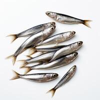 AI generated Raw sardines on white background photo
