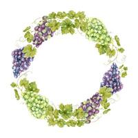 marco de manojo rojo uvas con hojas. modelo de enredadera. aislado acuarela ilustraciones para el diseño de etiquetas de vino, uva jugo y productos cosméticos, Boda tarjetas, papelería, saludos tarjetas vector