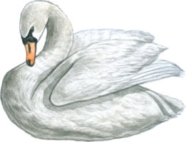 cigno acquerello uccello natura foresta animale png