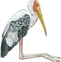 Storch Aquarell Vogel Tierwelt Wald Tier png