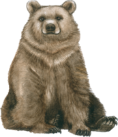 orso acquerello animale natura adorabile animale png