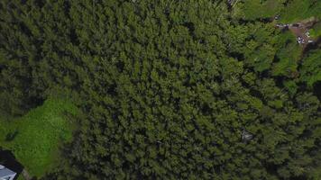 Aerial view of forest. Green Park view from above. Aerial view video