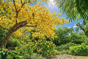 ai generado un mimosa árbol en lleno floración, sus ramas cargado con mullido amarillo flores y Rico verde follaje, conjunto en un sereno jardín configuración, simbolizando alegría y renovación, brillante y animado foto