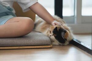 Close up hand child girl playing with persian cat lying on the floor at home, mixed breed cat is a cross between breeds or a purebred cat and a domestic cat. Animal cats concept. photo